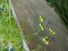 CIlantro-- green seed waiting to mature CIlantro-- green seed waiting to mature